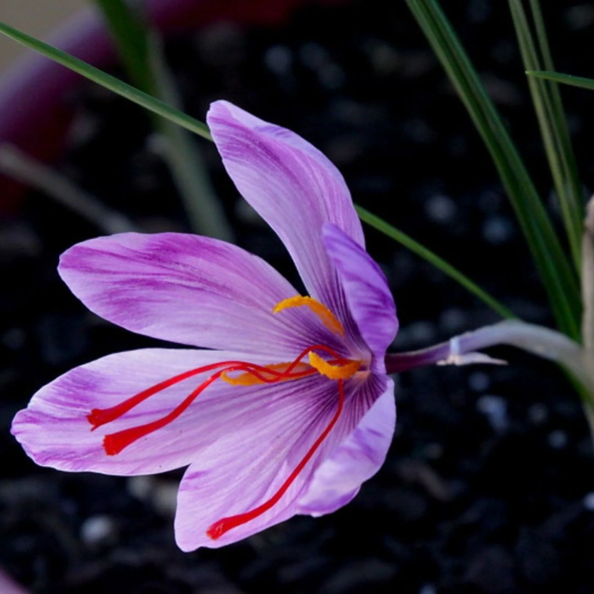 Inspired by Baccarat Rouge - No.16 - Image 4