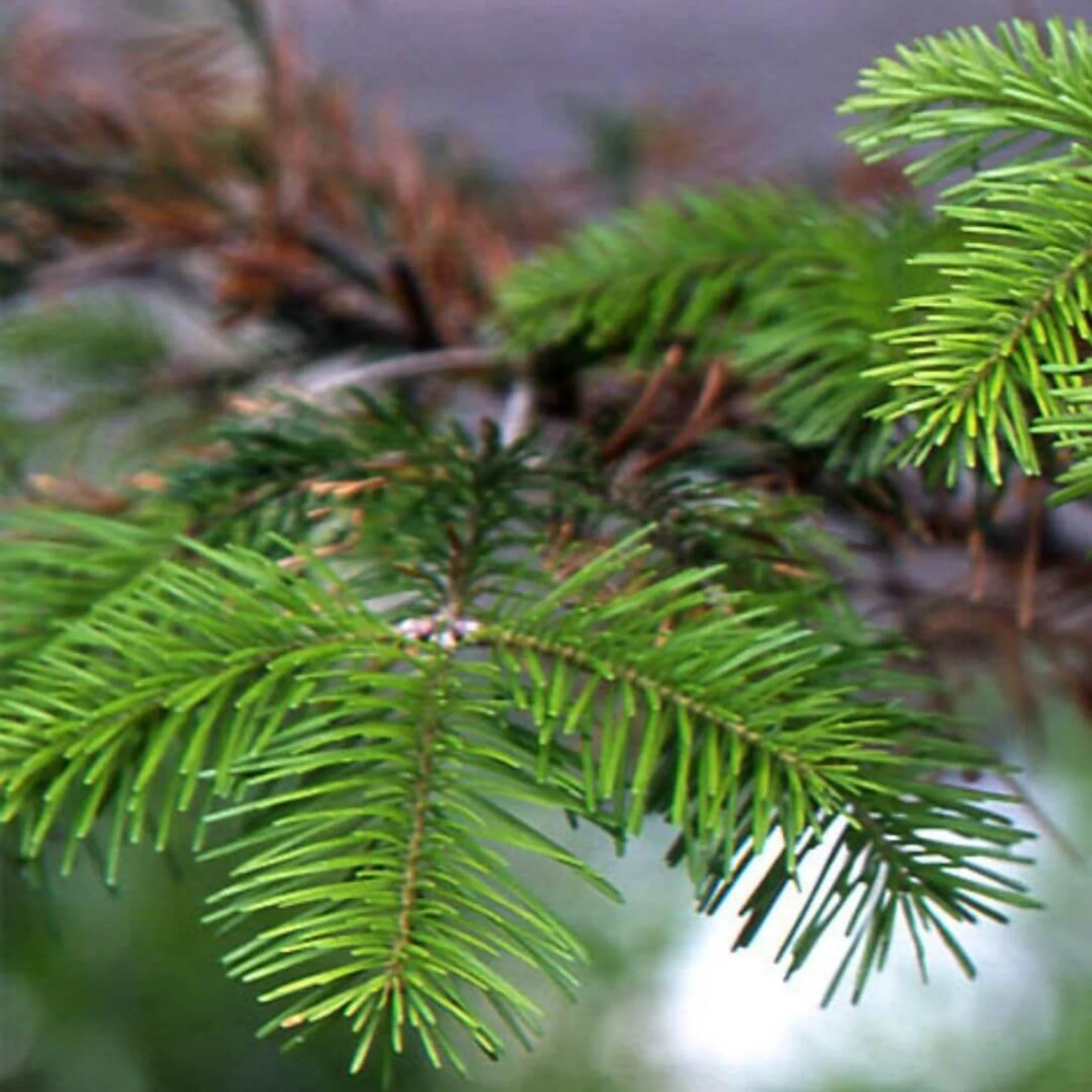 Inspired by Baccarat Rouge - No.16 - Image 5