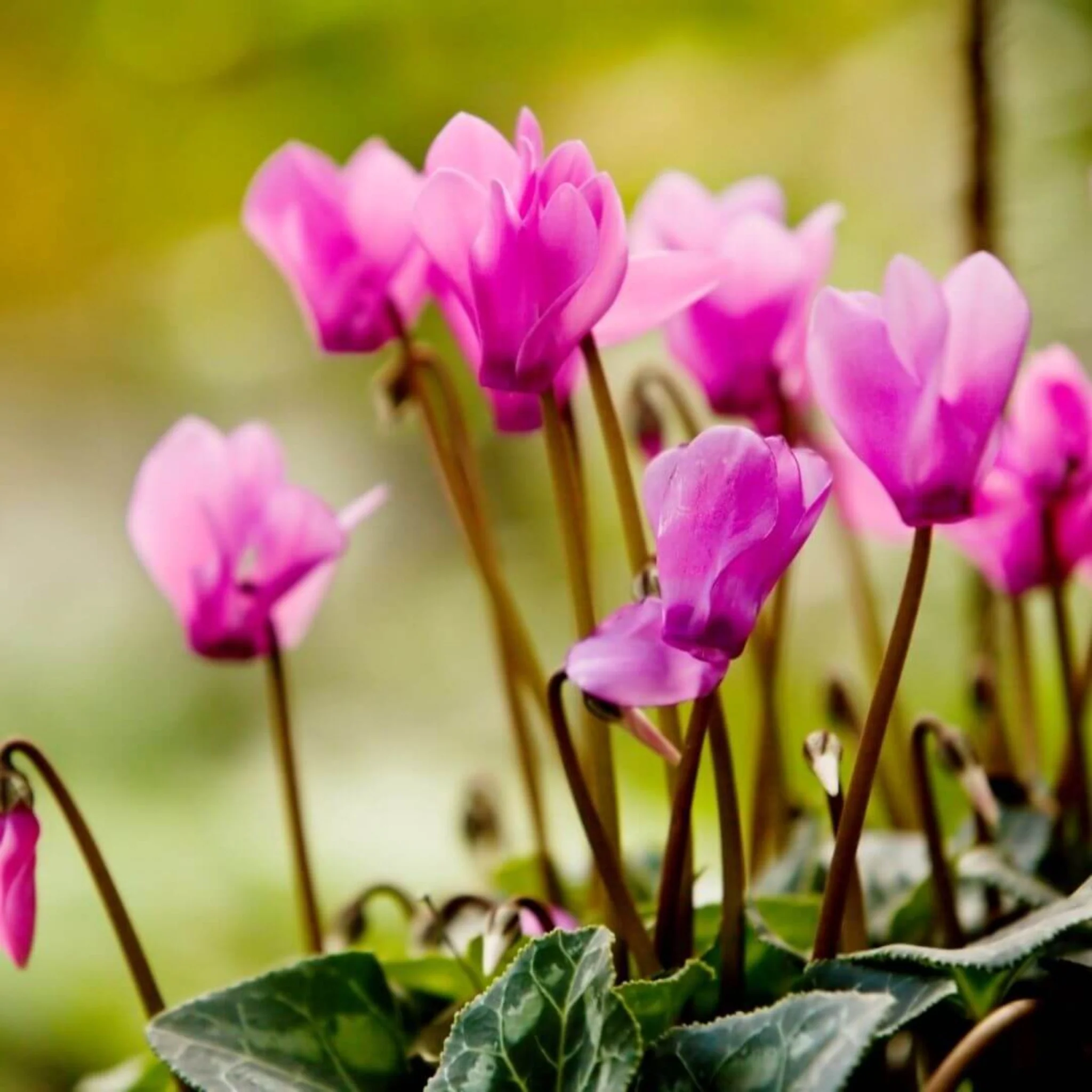 Inspired by Bal d'Afrique - No.21 - Image 5