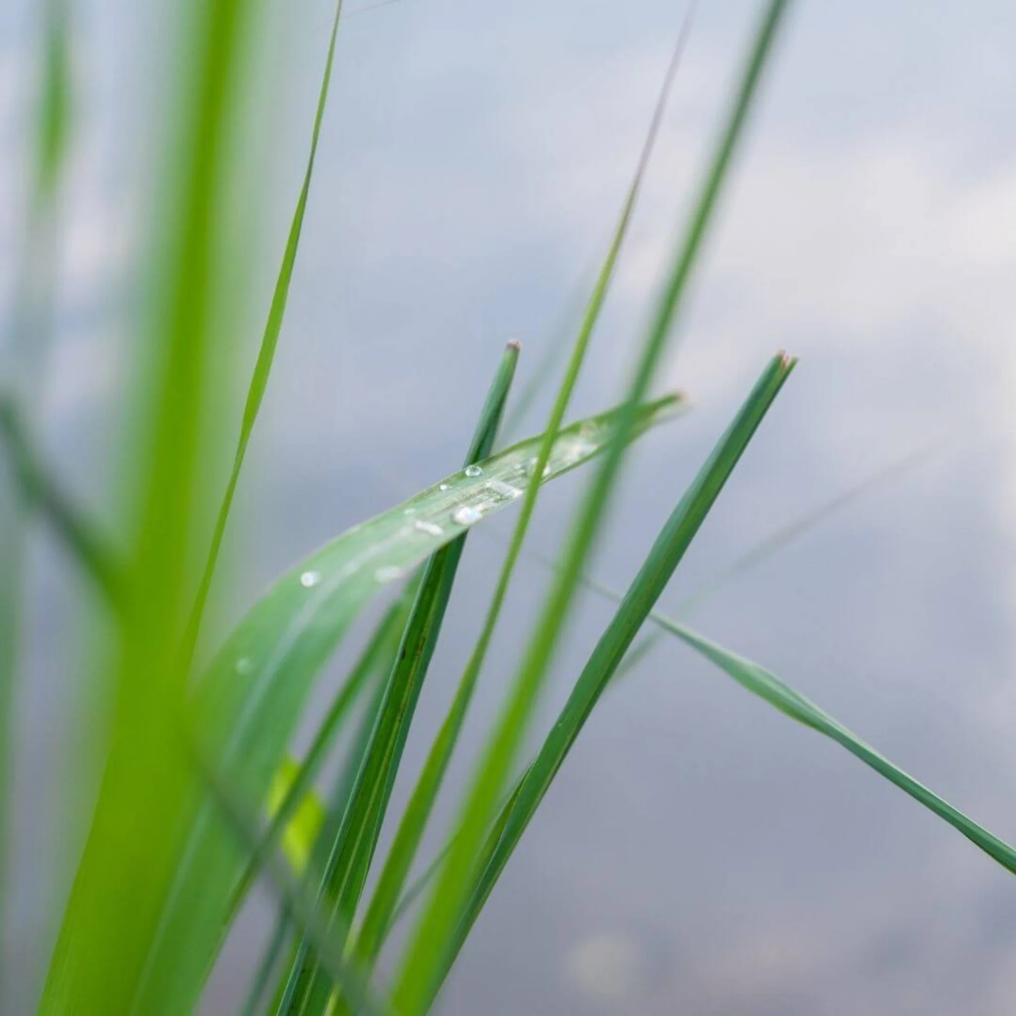 Inspired by Bal d'Afrique - No.21 - Image 6