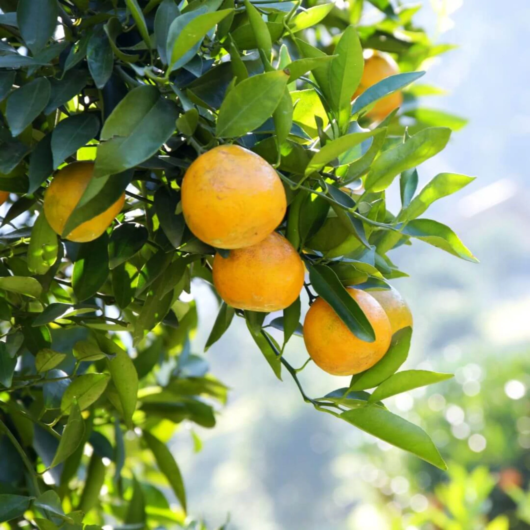 Inspired by Bitter Peach - No.25 - Image 4