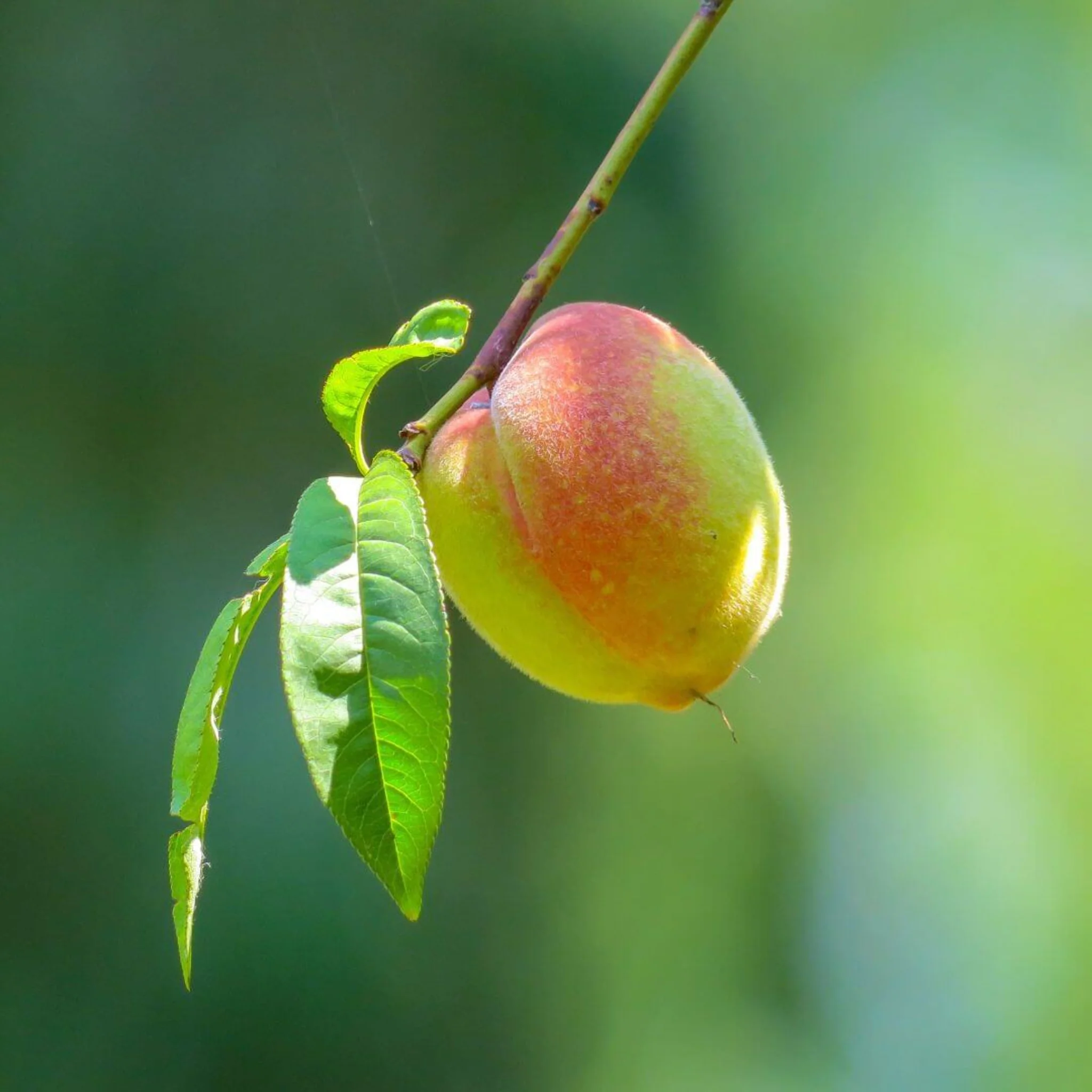 Inspired by Bitter Peach - No.25 - Image 5