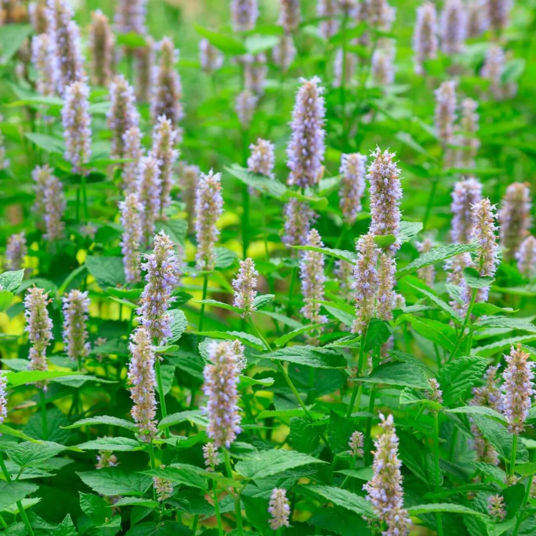 Inspired by Bitter Peach - No.25 - Image 6