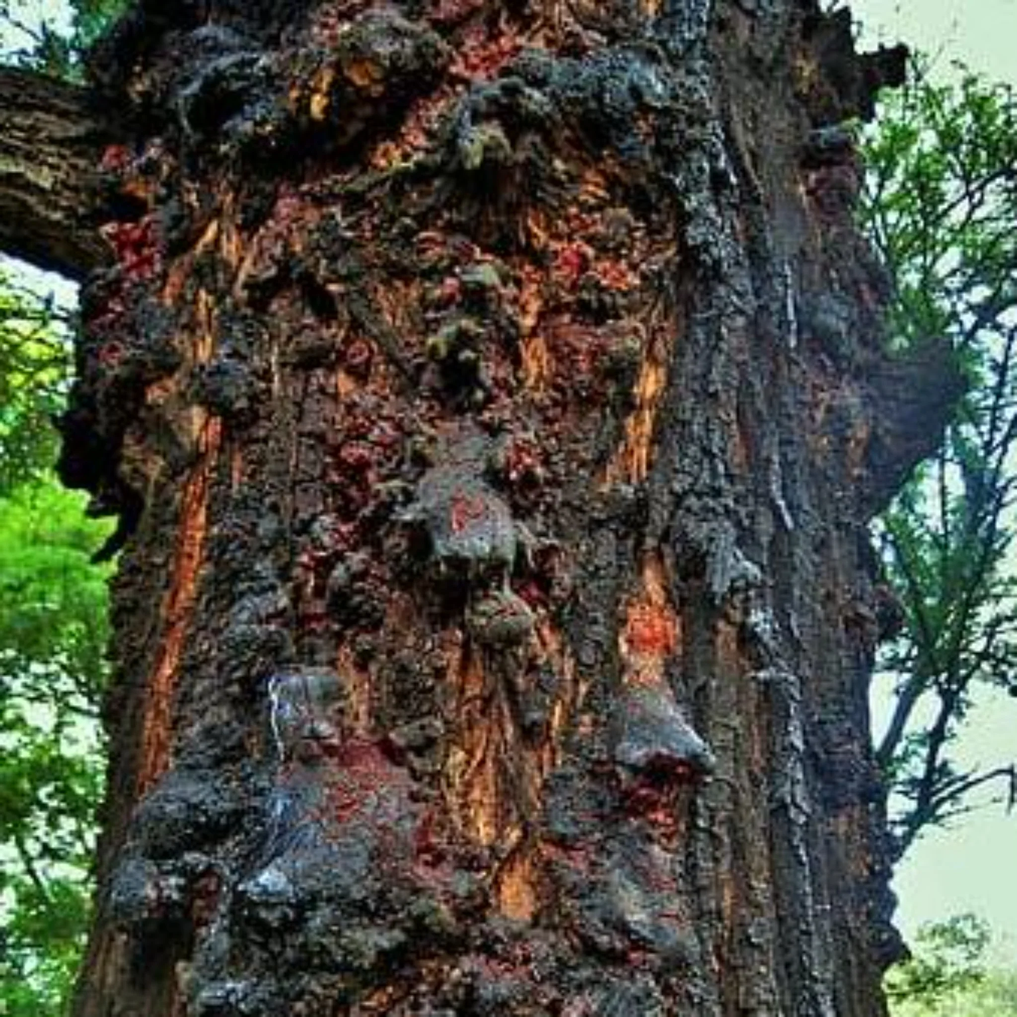 Inspired by Black Orchid - No.10 - Image 6