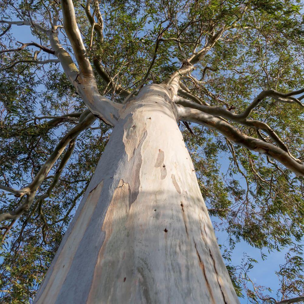 Inspired by Eucalyptus 20 - No.30 (NEW) - Image 4