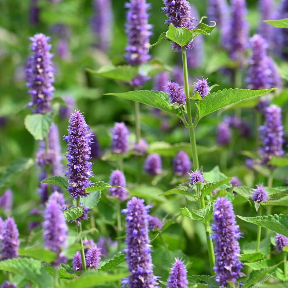 Inspired by Eucalyptus 20 - No.30 (NEW) - Image 5