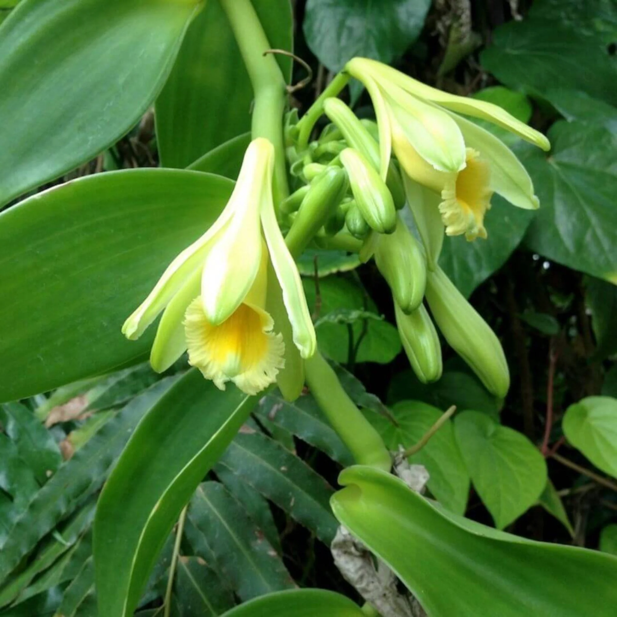 Inspired by Initio Side Effect - No.29 (NEW) - Image 5