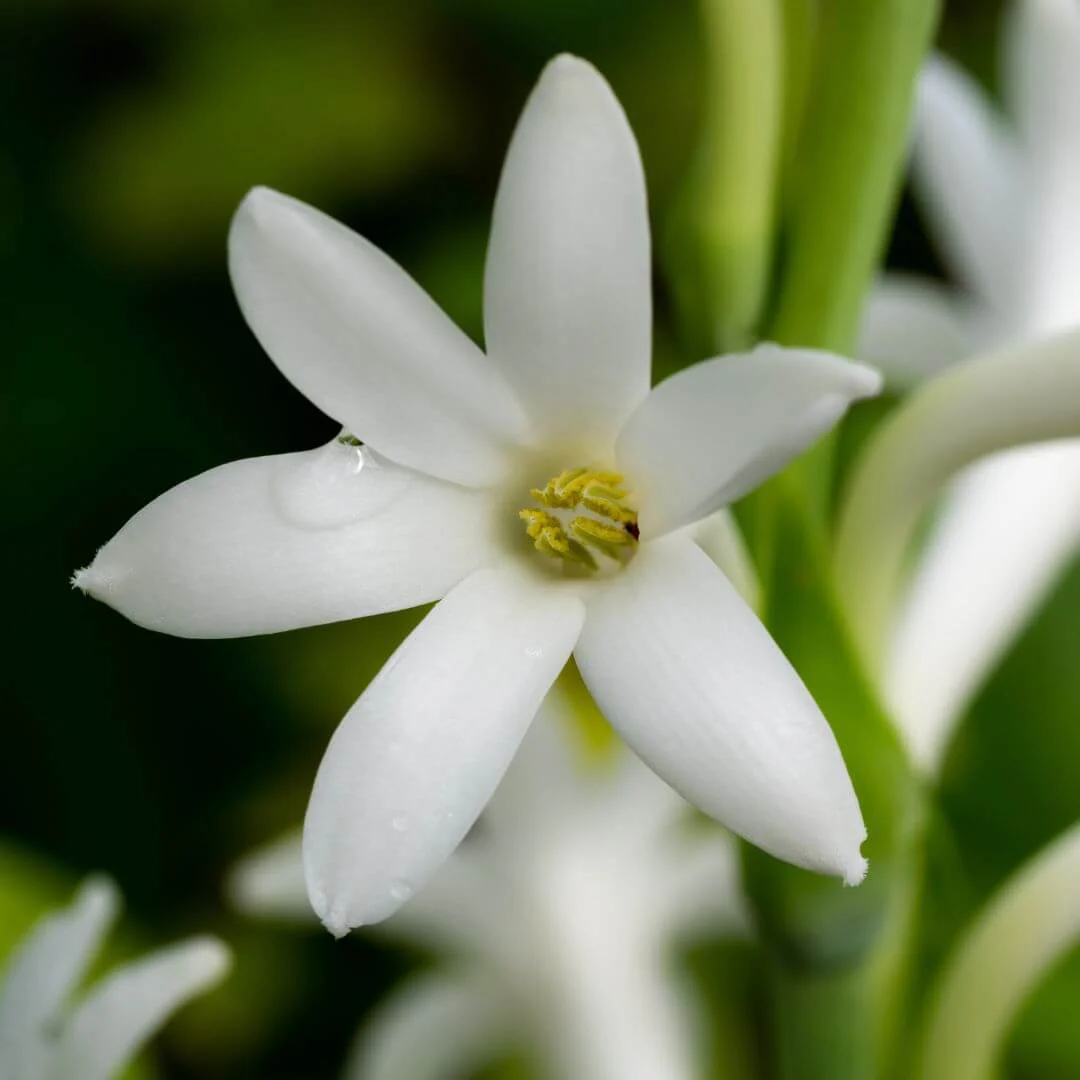 Inspired by Carnal Flower - No.26 - Image 4