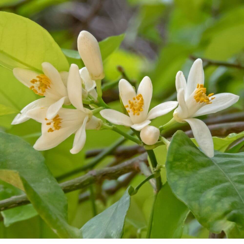 Inspired by Carnal Flower - No.26 - Image 5