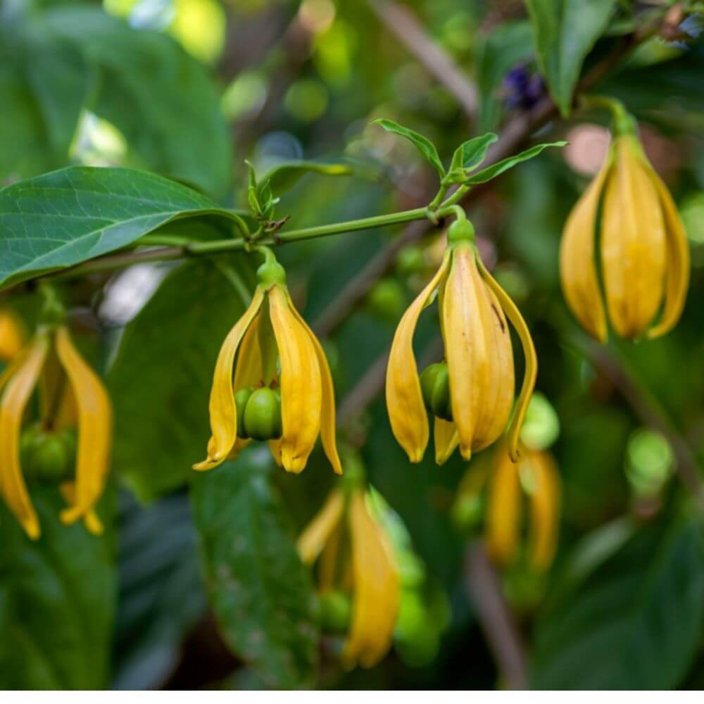 Inspired by Carnal Flower - No.26 - Image 6