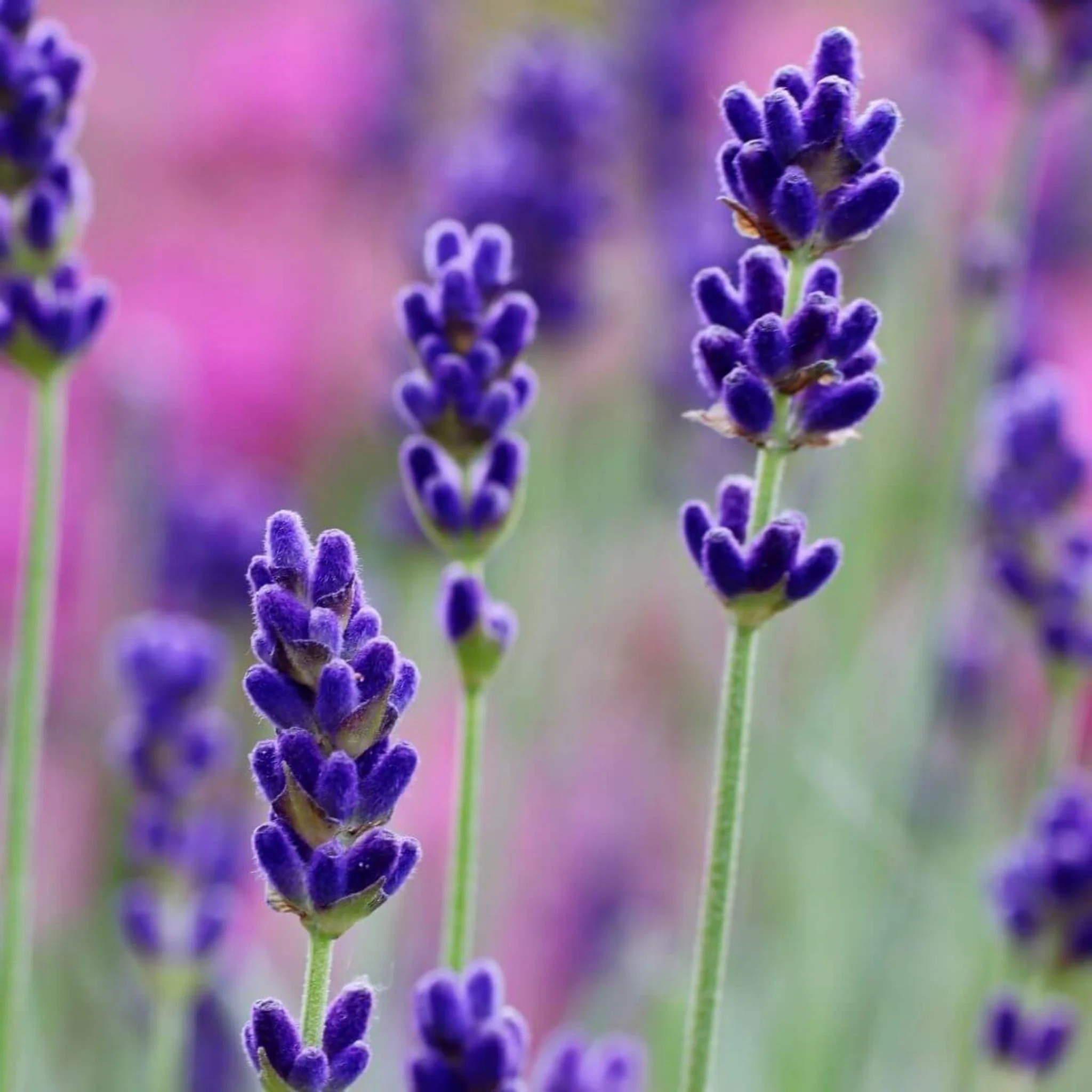 Inspired by Initio Side Effect - No.29 (NEW) - Image 4