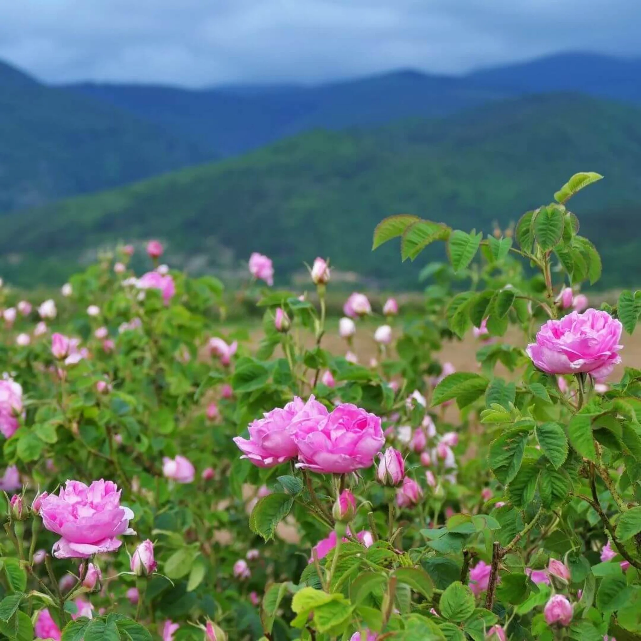 Inspired by Rose Prick - No.23 - Image 5