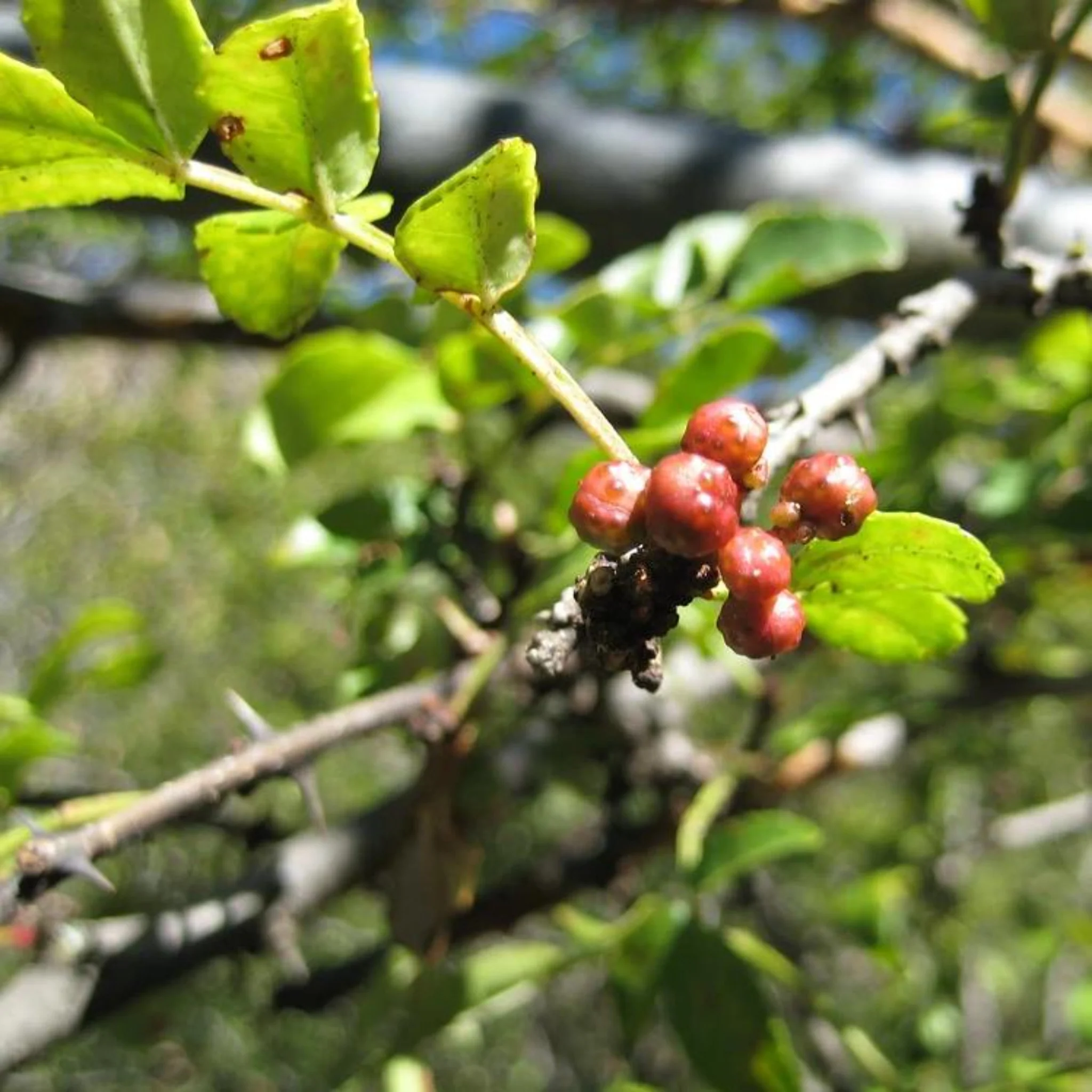 Inspired by Oud Wood - No.17 - Image 5