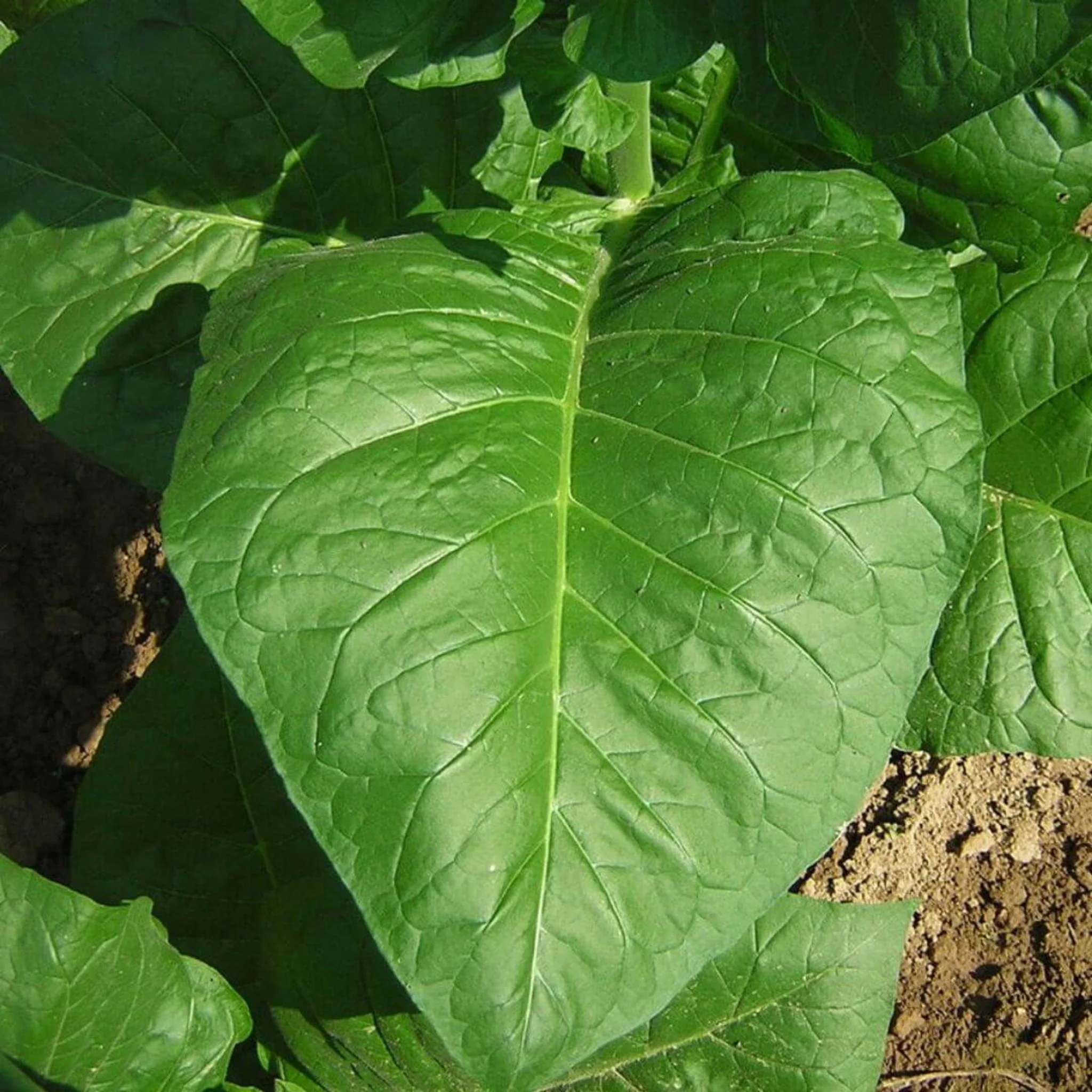 Inspired by Tobacco Vanille - No.18 - Image 4