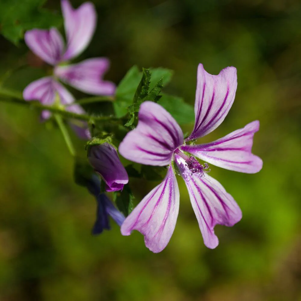 Inspired by Mojave Ghost - No.27 - Image 4