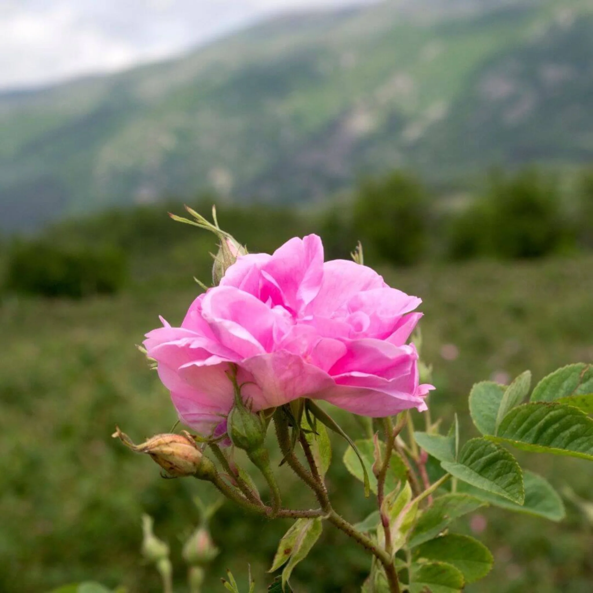 Inspired by Rose Prick - No.23 - Image 4