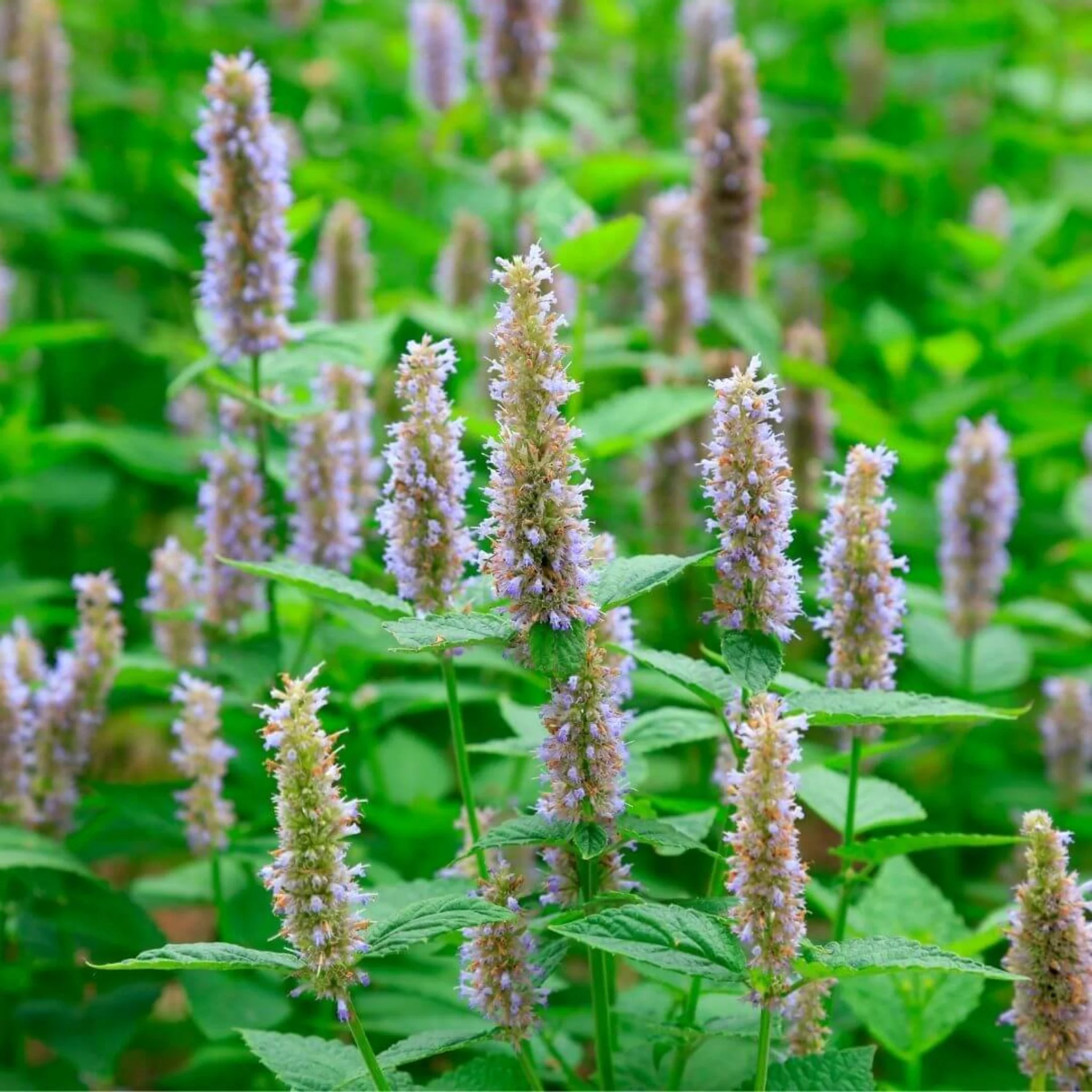 Inspired by Rose Prick - No.23 - Image 6