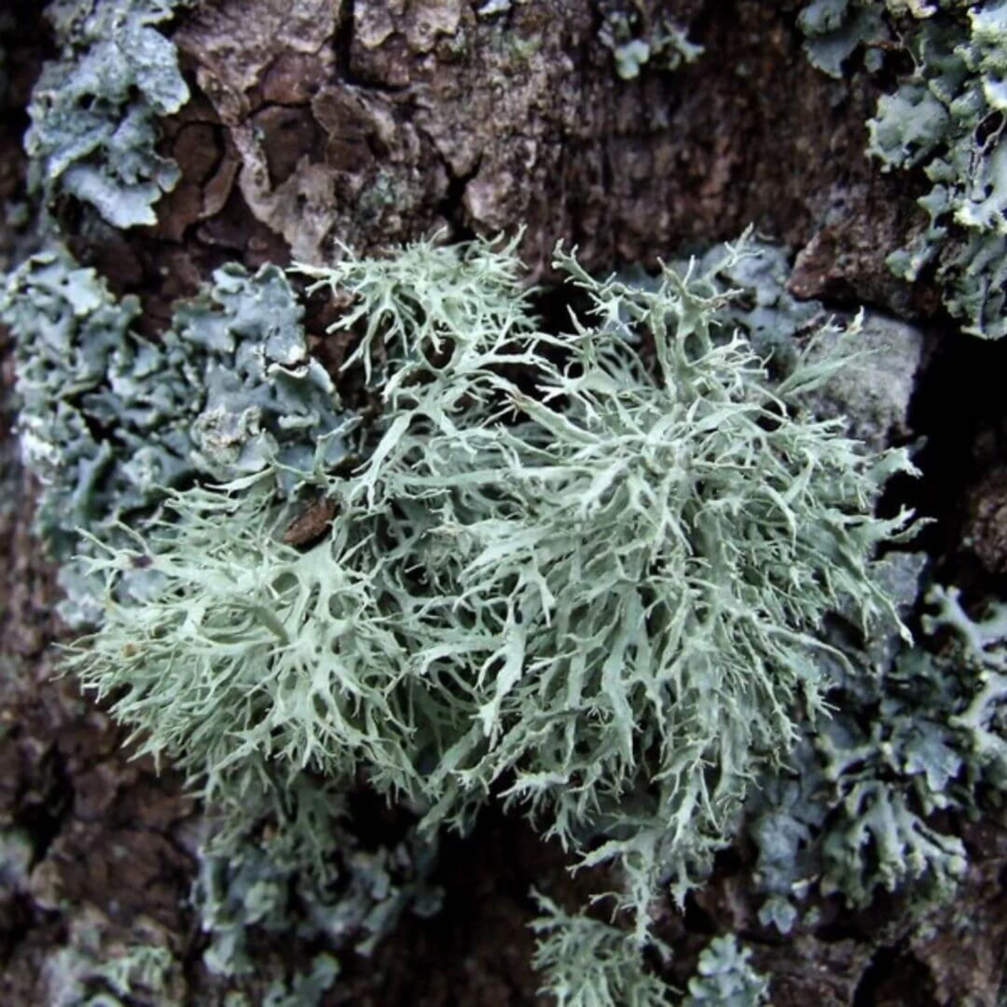 Inspired by Baccarat Rouge - No.16 - Image 6