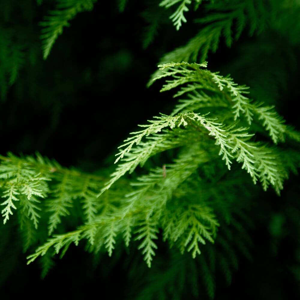 Inspired by The Noir 29 - No.32 (NEW) - Image 4