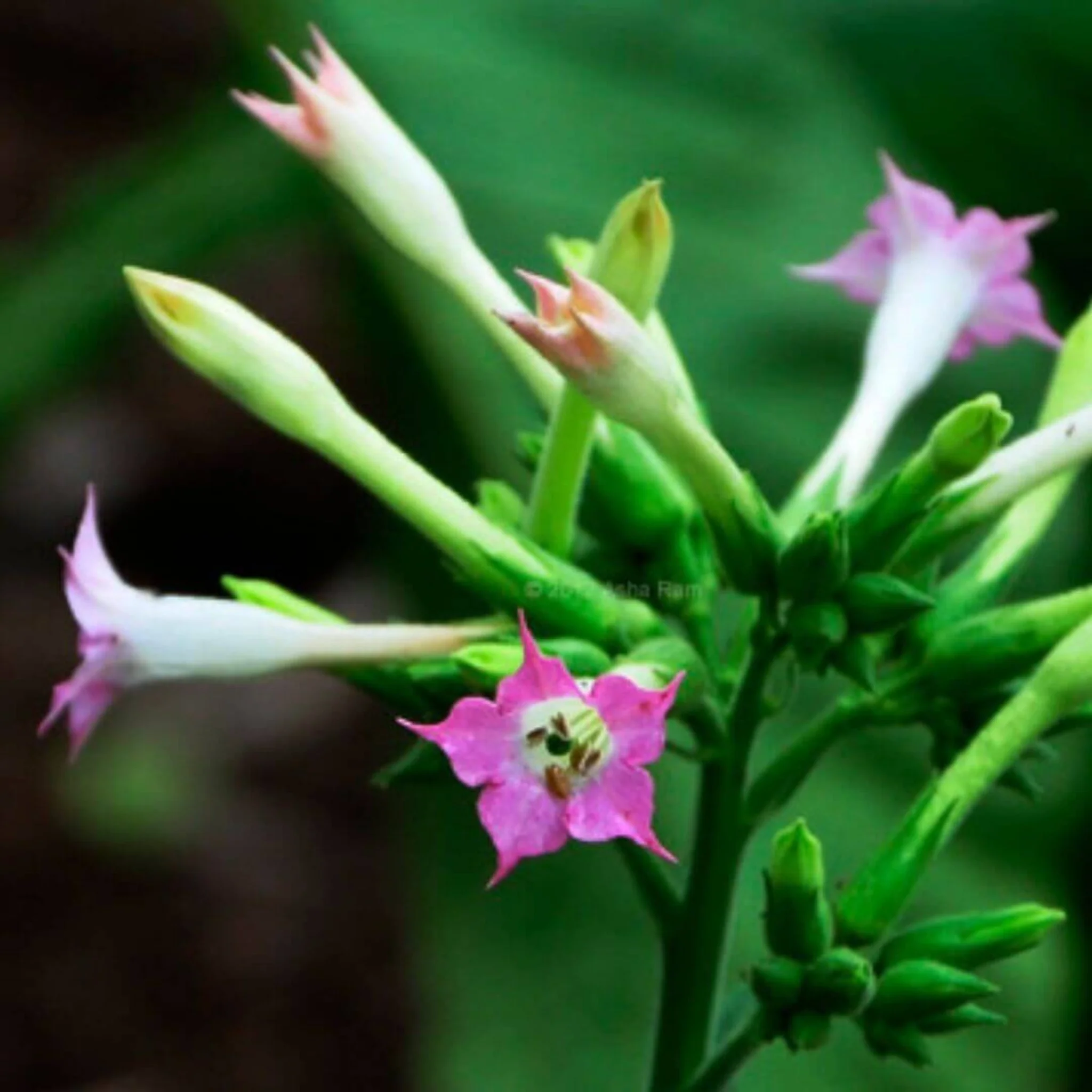 Inspired by The Noir 29 - No.32 (NEW) - Image 6