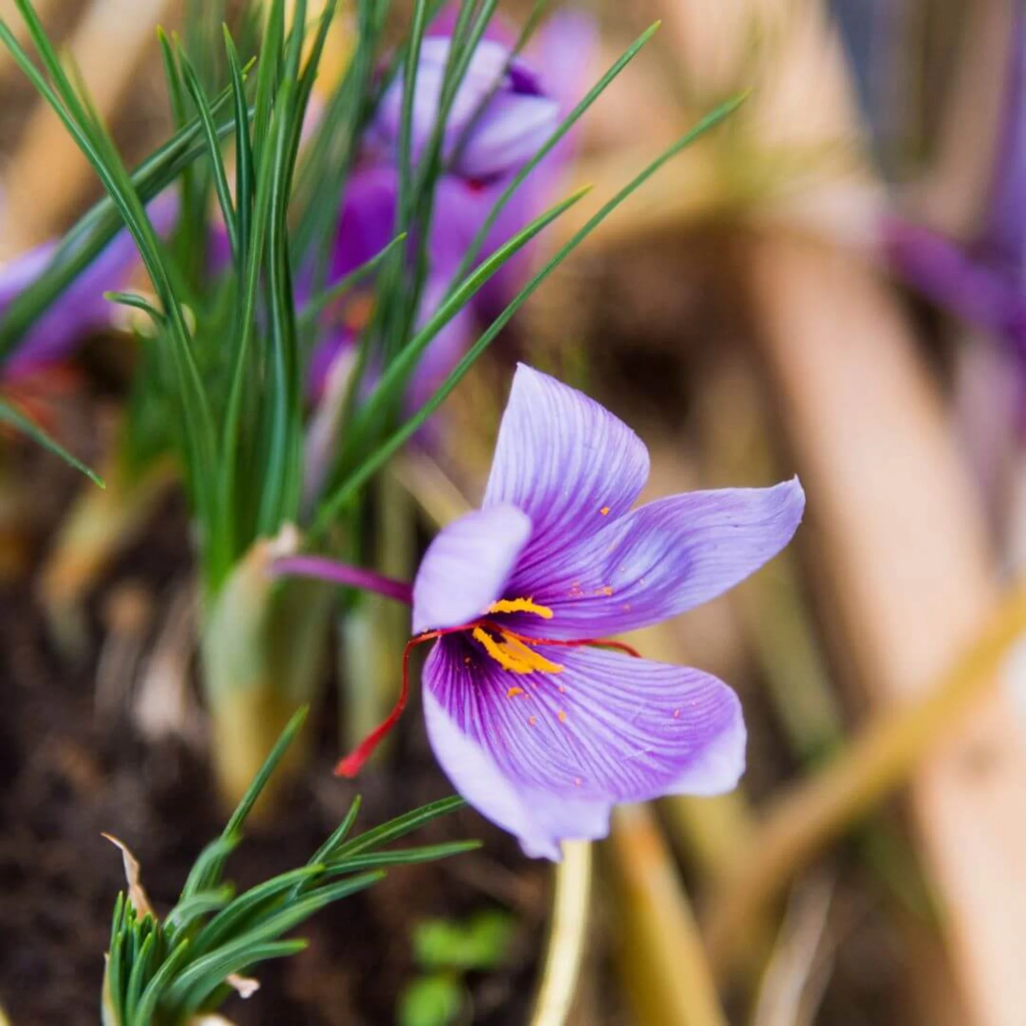 Inspired by Tuscan Leather - No.24 - Image 5